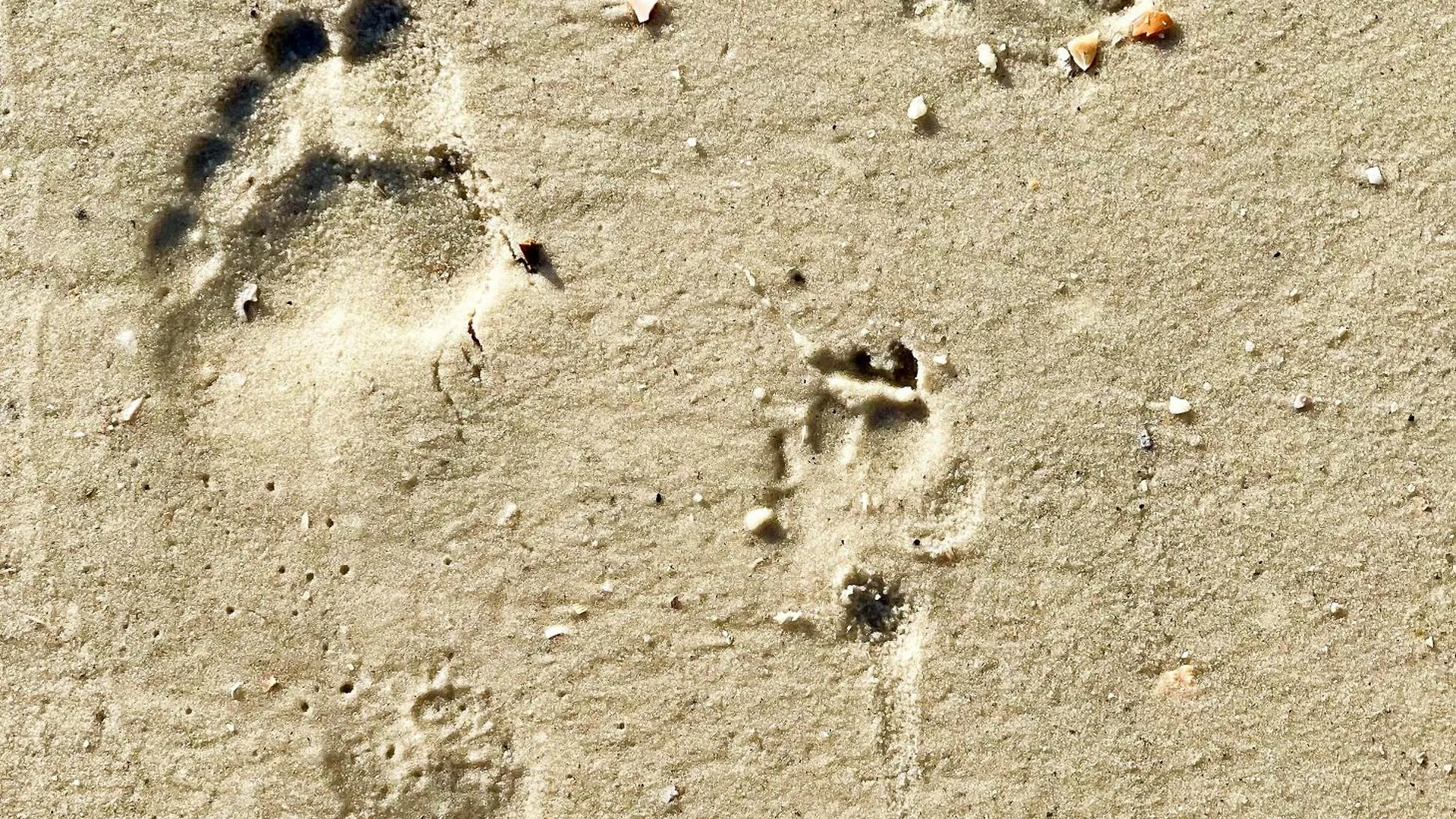 The Sandy Pineapple - Coastal Steps To Pet & Family Friendly! Holiday home *