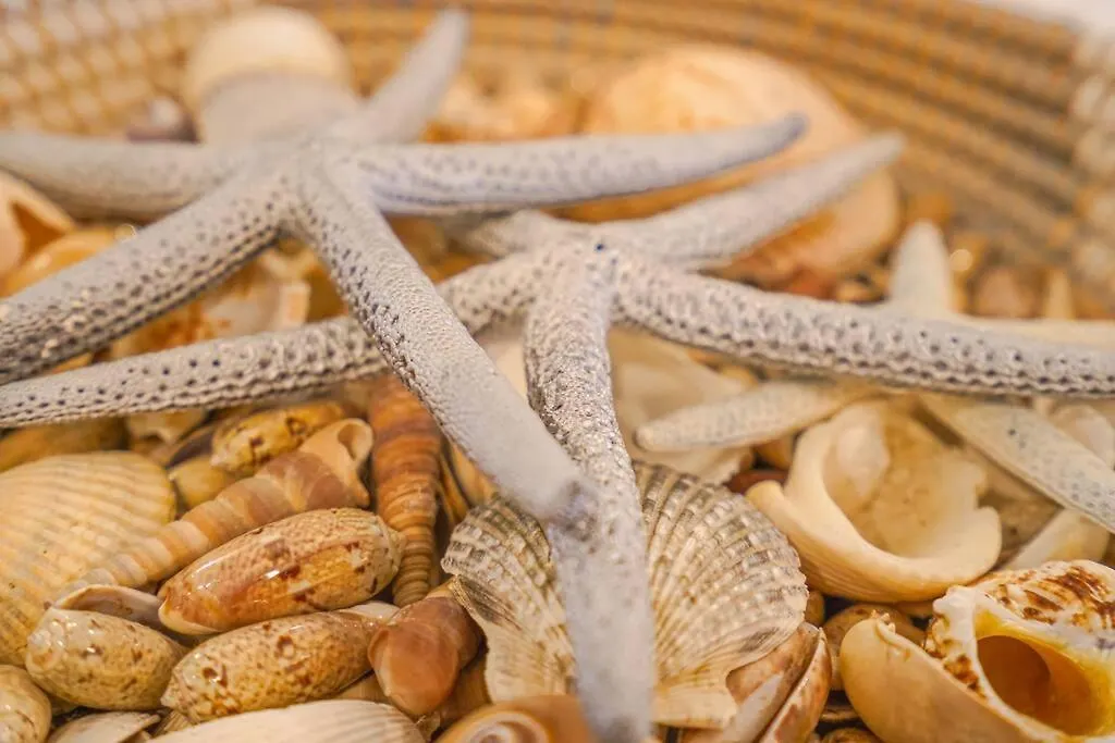 A Shore Delight